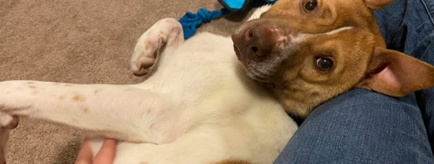 White dog with brown markings laying on the ground against a humans leg getting pets