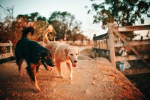 two dogs walk together outside