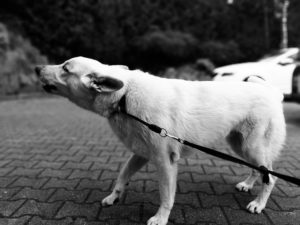 Dog pulling on leash barking 