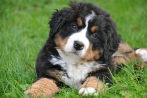 Bernese mountain dog puppy lays in grass
