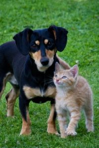black dog and orange kitten stand next to each other