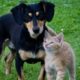 black dog and orange kitten stand next to each other