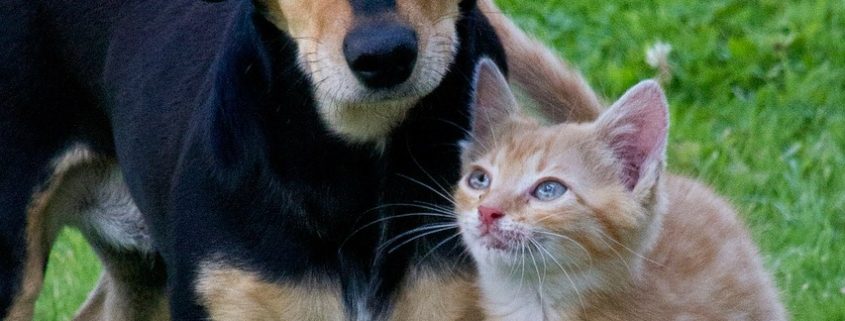 black dog and orange kitten stand next to each other
