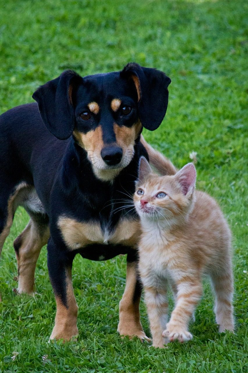Puppy sales chasing cat