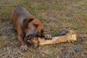 brown puppy gnaws on large bone