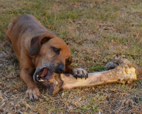brown puppy gnaws on large bone