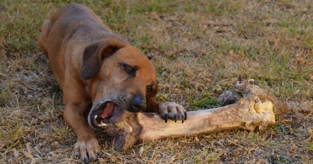 brown puppy gnaws on large bone