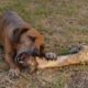 brown puppy gnaws on large bone