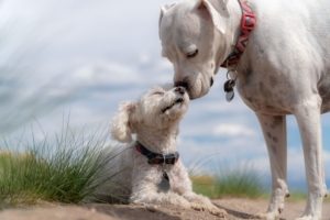 Large white dogs sniffs small white dog laying down