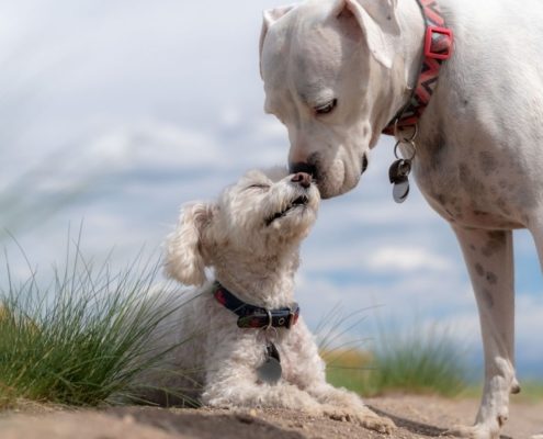 Large white dogs sniffs small white dog laying down