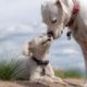 Large white dogs sniffs small white dog laying down