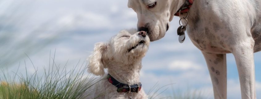 Large white dogs sniffs small white dog laying down