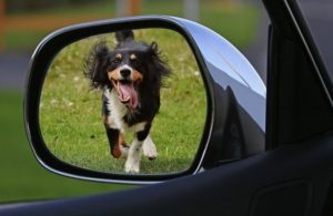 view of a dog running after a car from the side view mirror