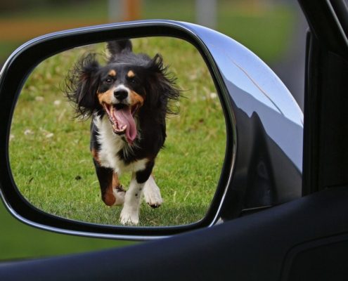 view of a dog running after a car from the side view mirror