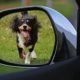 view of a dog running after a car from the side view mirror