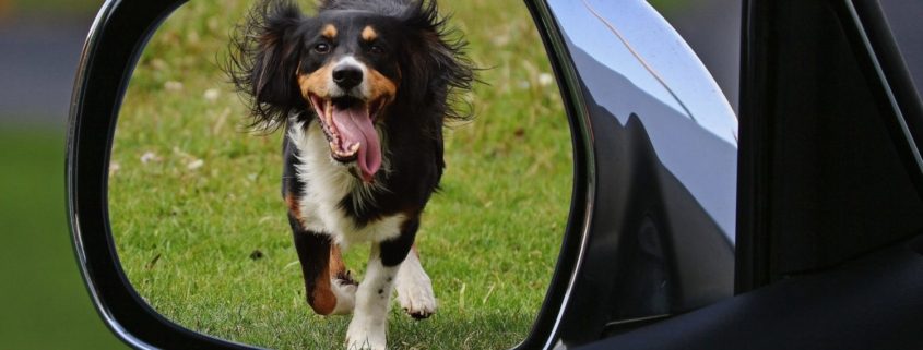 view of a dog running after a car from the side view mirror