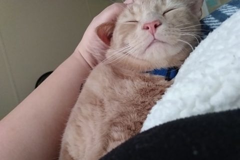 orange cat napping on a lap