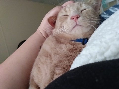 orange cat napping on a lap