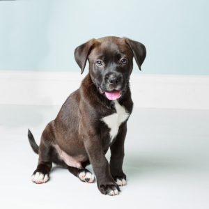 brown and white puppy