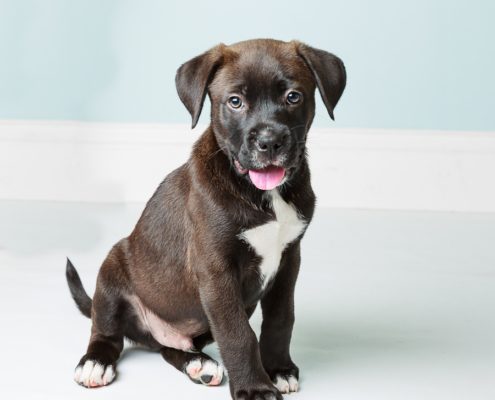 brown and white puppy