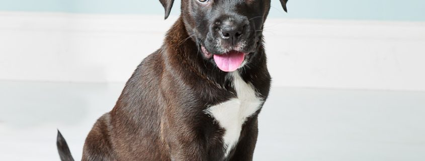 brown and white puppy