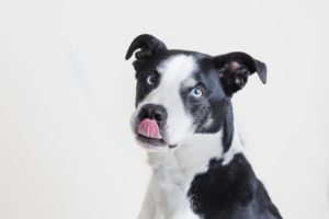 large black and white dog licking nose