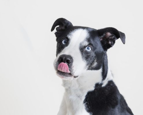 large black and white dog licking nose