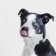 large black and white dog licking nose