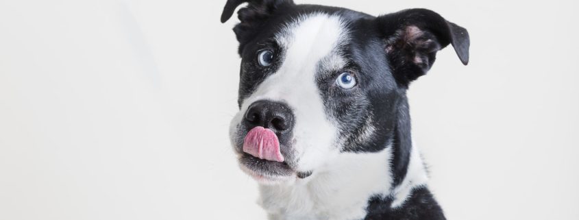 large black and white dog licking nose