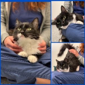 Tuxedo colored cat sits in someone's lap