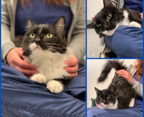 Tuxedo colored cat sits in someone's lap