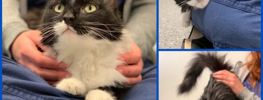 Tuxedo colored cat sits in someone's lap