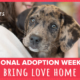 Petsmart national adoption weekend