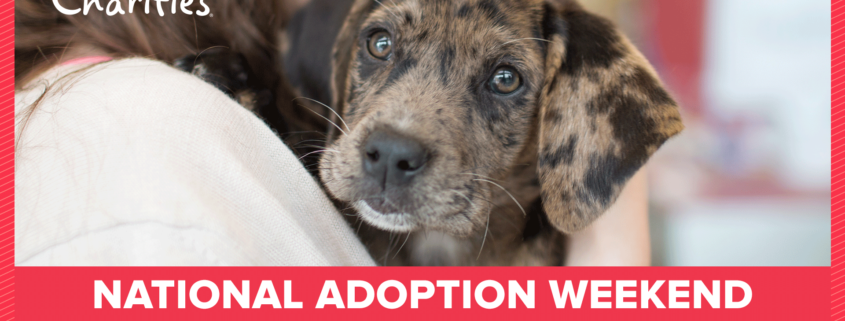 Petsmart national adoption weekend
