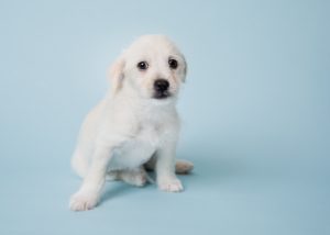 small white puppy sits on the ground