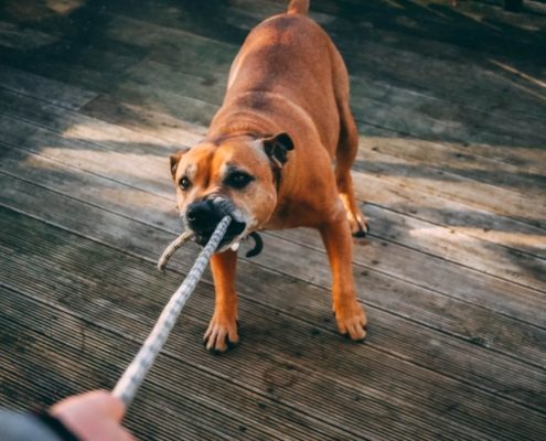 brown dog pulling on a rope