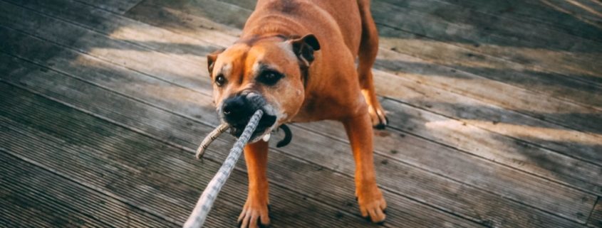 brown dog pulling on a rope