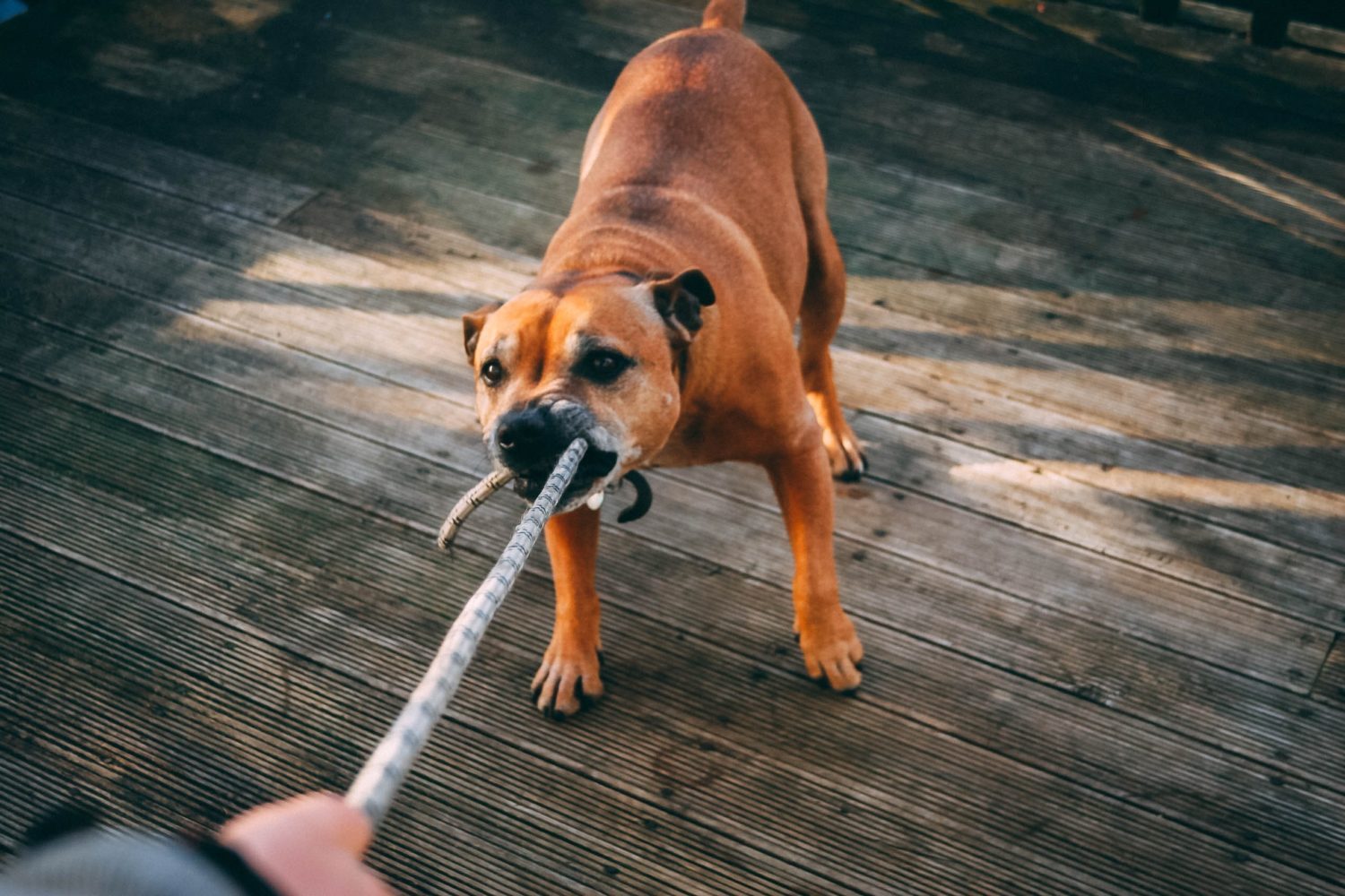 Ask Crystal All Chewed Up Blue Ridge Humane Society