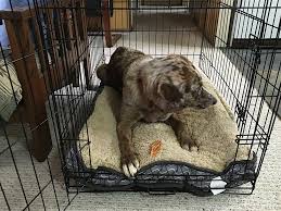 brown dog in crate with treat