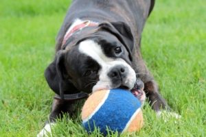 Black and white puppy playing with an oversized tennis ball in the grass