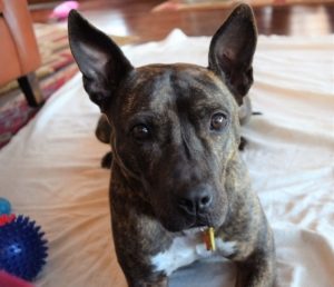 Dark brown dog lays on bet wiht her ears up looking face on to the camera