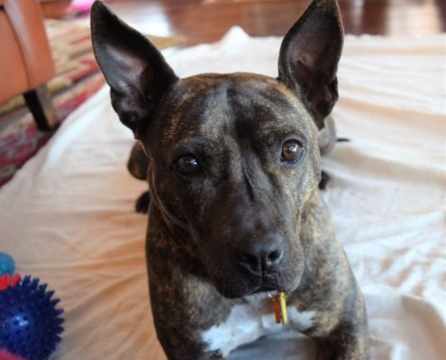 Dark brown dog lays on bet wiht her ears up looking face on to the camera