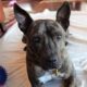 Dark brown dog lays on bet wiht her ears up looking face on to the camera