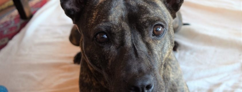 Dark brown dog lays on bet wiht her ears up looking face on to the camera