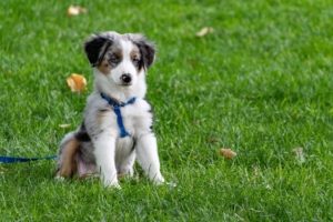 Puppy sits on grass with a leash and harness on