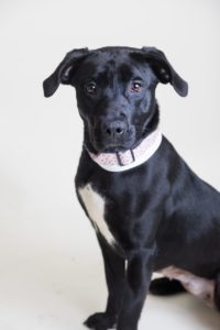 Large black puppy sits and looks into the camera