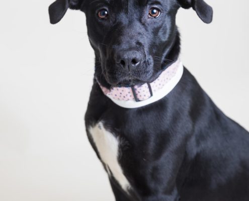 Large black puppy sits and looks into the camera