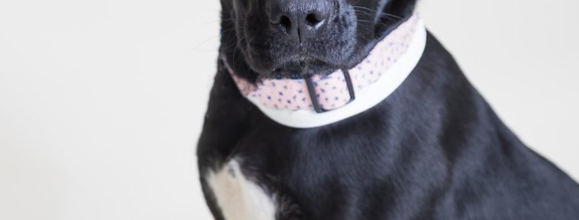 Large black puppy sits and looks into the camera