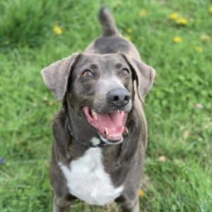 Brown dog with white chest