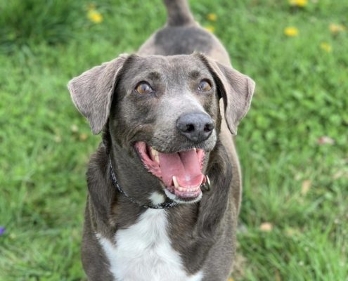 Brown dog with white chest